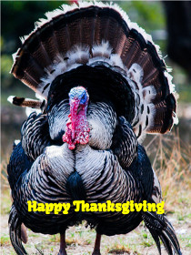 Happy Thanksgiving - Thanksgiving Photocard