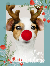 Merry Christmas - Christmas Photocard